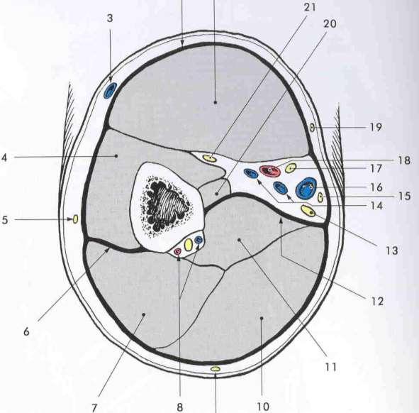 Fascia, septum intermusculare, compartimentum