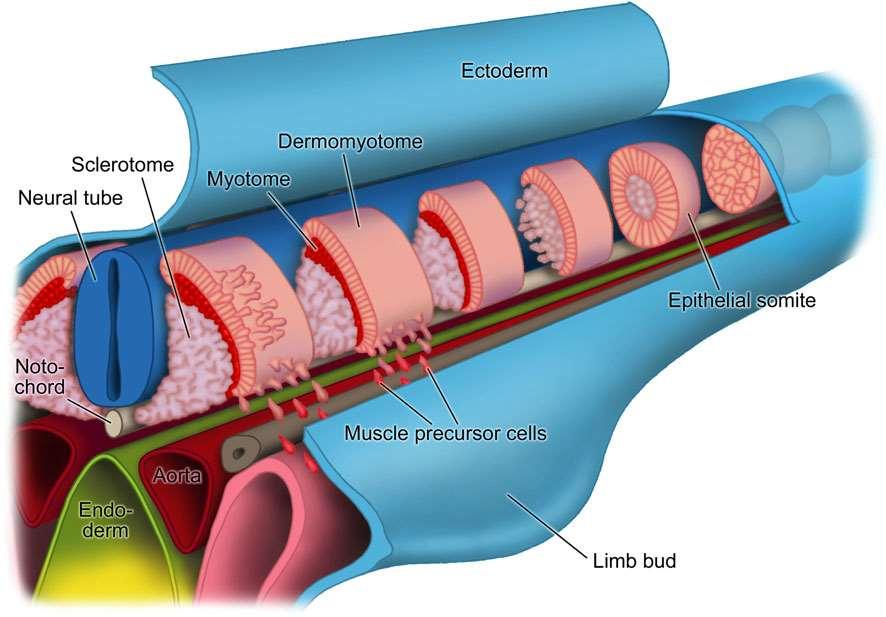 Fate of somites Histochem