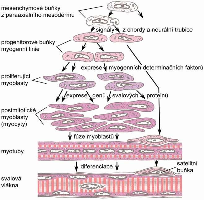 Myogenese - diferenciace svalového