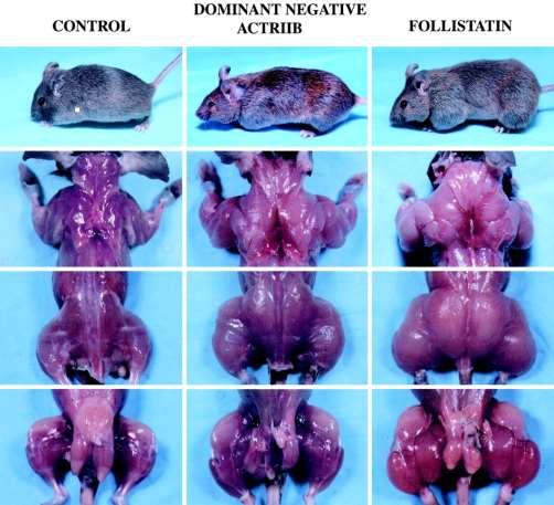 vzpírání má vrozený defekt myostatinu Lee SJ,McPherron AC: PNAS 98: 9306-11,