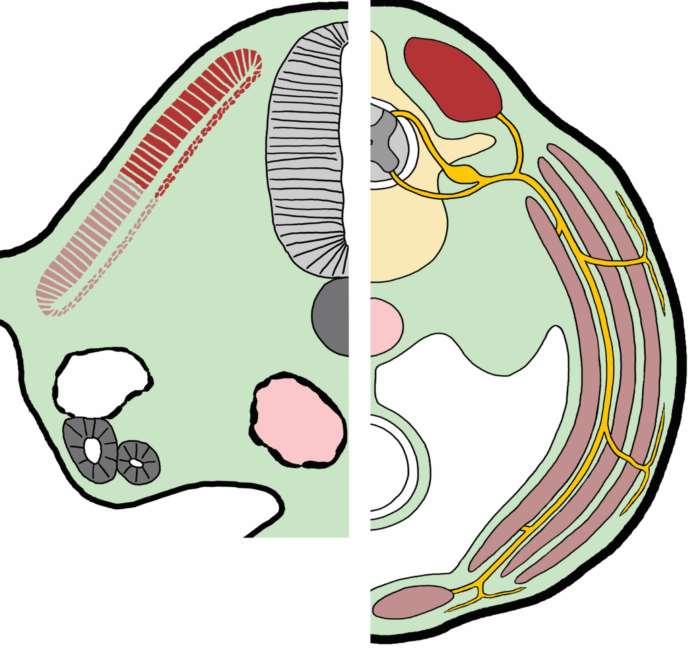 Anatomie 1 Epaxiální a hypaxiální svalovina a její inervace na transversálním řezu embryem