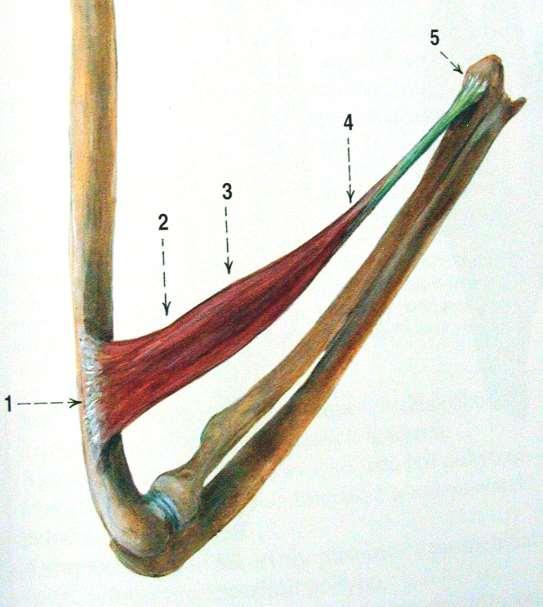 Čihák: Anatomie 1, Grada 2011