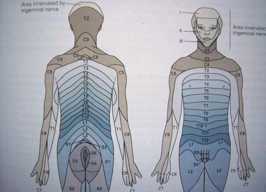 Segmental innervation - areae radiculares (dermatomes)