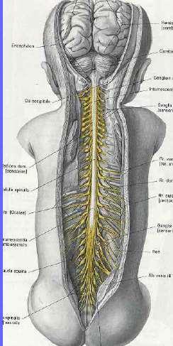 Spinal cord and