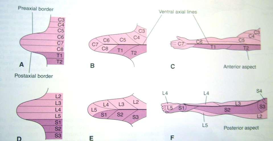 Development of