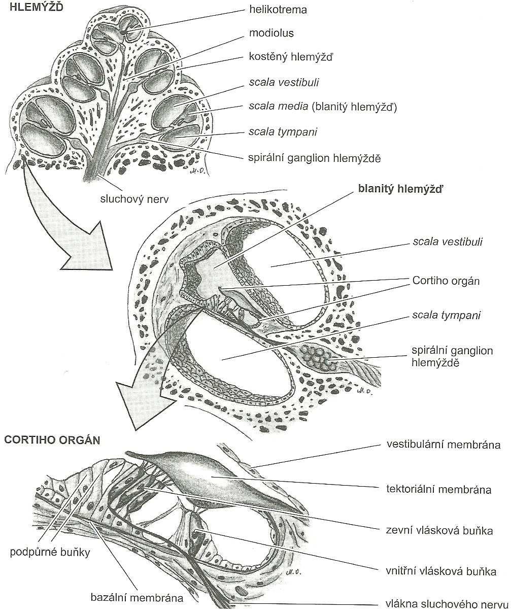 Obr. 5: Blanitý hlemýžď a Cortiho orgán. (Převzato z: Orel, Facová a kol., 2010, s.