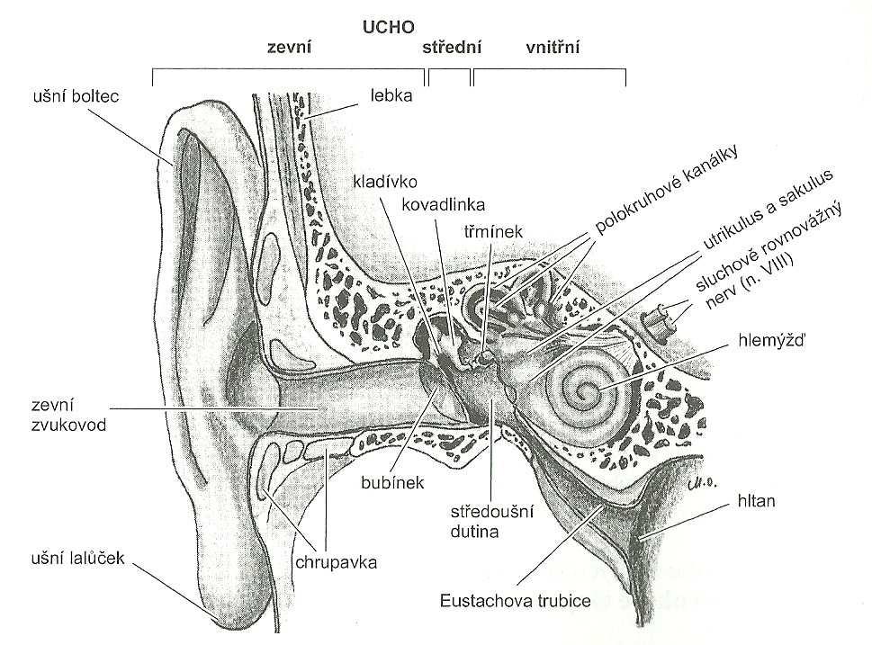 Obr. 1: Sluchové ústrojí člověka. (Převzato z: Orel, Facová a kol., 2010, s. 98) Zevní ucho Ušní boltec (auricula) je plochý útvar s vyvýšenými a vkleslými místy, které vytvářejí typický reliéf.