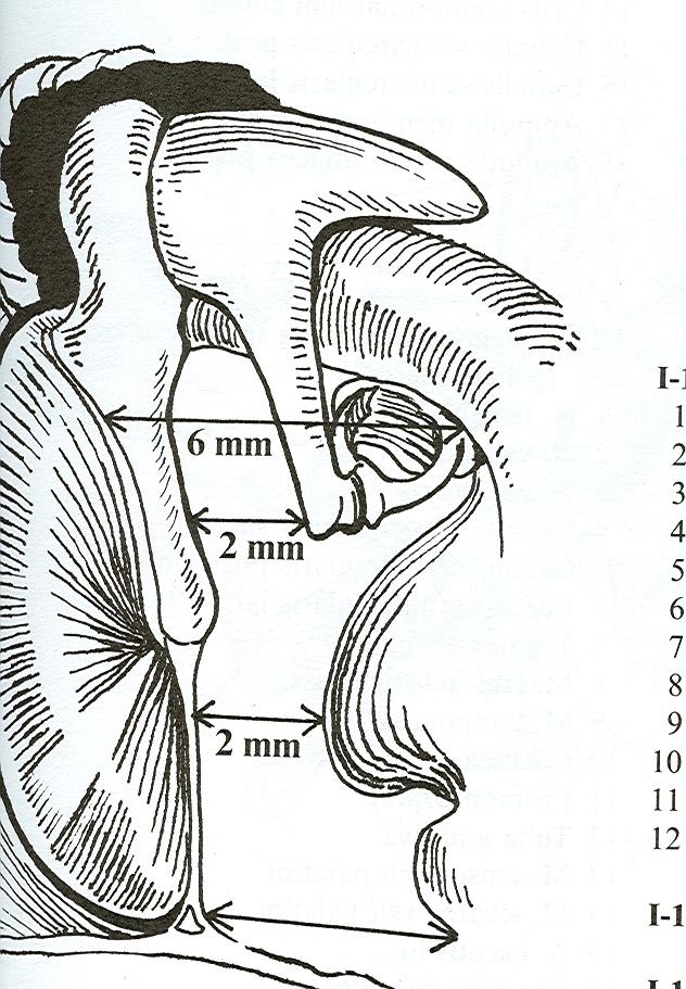 Cavum tympani