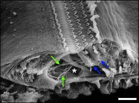 tectorial membrane 7- Deiters cells 8