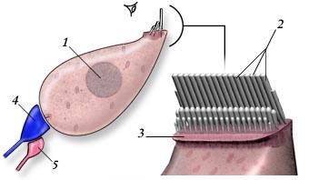 Vnitřní vláskové buňky 1-nucleus 2-stereocilia