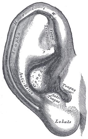 Auricula