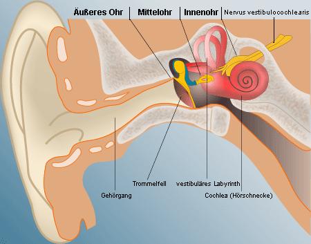 Auris externa Auris media Auris interna Nervus vestibulocochlearis