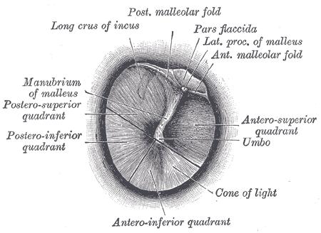 1 - stria mallearis 2 plica mallearis