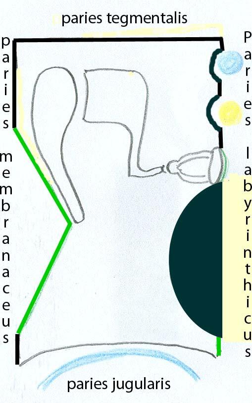 Cavum tympani schema Fossa cranii media Recessus epitympanicus M I Canalis semicircularis lateralis N.