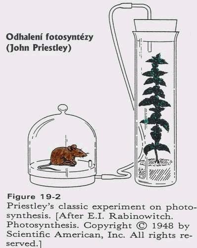 FOTOSYNTÉZA Odhalení fotosyntézy: Vysvětlení pojmu FOTOSYNTÉZA: = fotosyntetická asimilace - přeměna jednoduchých minerálních látek (anorganických) na látky