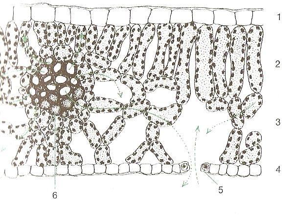 Vnitřní stavba listu: 1) svrchní a spodní pokožka 2) palisádový parenchym 3) houbový parenchym 4) průduchy 5) svazky cévní Obr. Příčný řez listem.