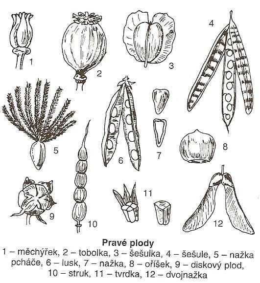 PLODY - hlavní funkce: ochrana semena a jeho vyživování, případně i rozšiřování - plody dělíme na: 1) pravé 2) nepravé Pravé plody - vznikají pouze z pestíku - jsou považovány za vývojové původnější