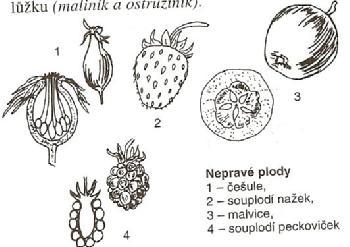 Pravé nepukavé plody - v době zralosti se neotevírají - oddělují se od rostliny celé - patří sem: 1) nažka pampeliška, lopuch 2) oříšek líska 3) obilka trávy - dále sem patří PLODY ROZPADAVÉ