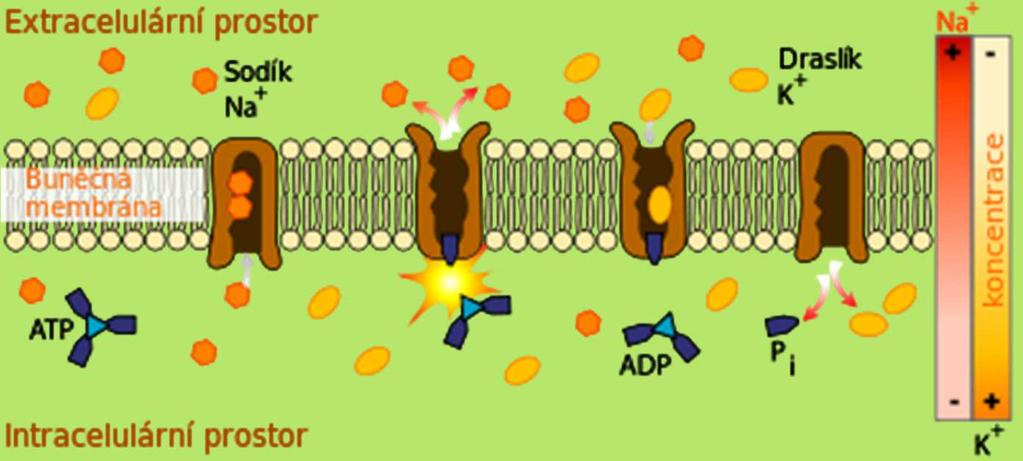 Aktivní transport - příklady Sodíko-draslíková pumpa = Na + -K + ATPasa složena ze 4 podjednotek(α,α,β,β) čerpá sodík z cytosolu a draslík do buňky proti konc.