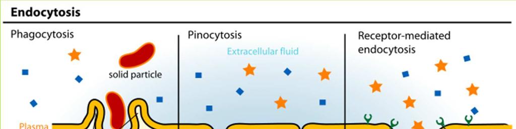 Vezikulární transport Endocytóza proces absorbcemateriálu