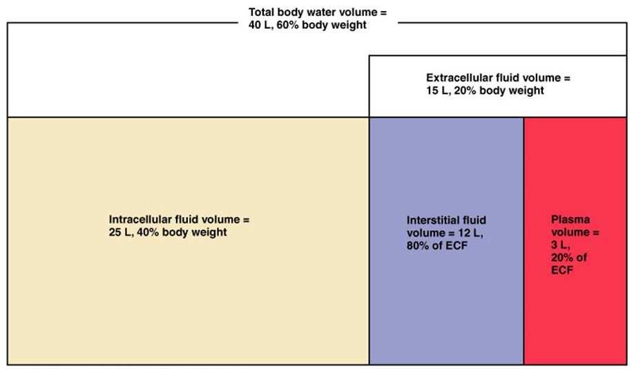 Vnitřní prostředí organismu Distribuční prostory Celková tělesná voda - 60% hmotnosti těla Extracelulární tekutina 20%