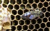 Včelí produkty MED - je produkt včely medonosné.