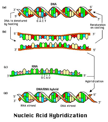 Faktory ovlivňující tvorbu hybridů mezi sondou a testovanou DNA teplota koncentrace solí stupeň komplementarity délka fragmentů koncentrace sondy