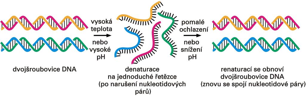 Denaturace a renaturace DNA Espero Publishing, s.r.o. oddělení plně komplementárních vláken DNA lze dosáhnout např.
