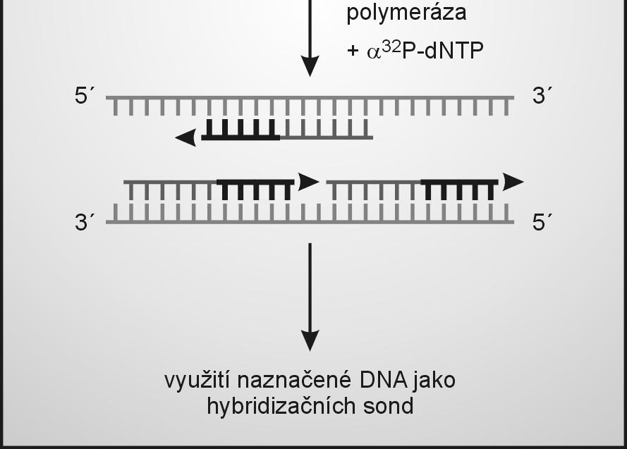 směs hexanukleotidů o různých sekvencích k