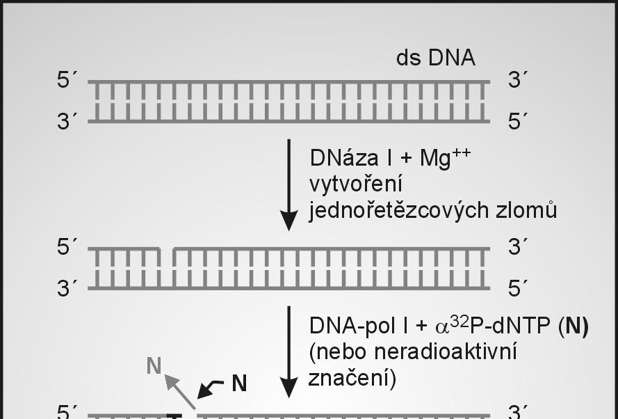 Značení DNA posunem jednořetězcového zlomu Nick translation