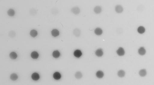 Tečková hybridizace ( dot blot ) Postup: sonikace nebo restrikce genomové DNA; linearizace plazmidové DNA denaturace