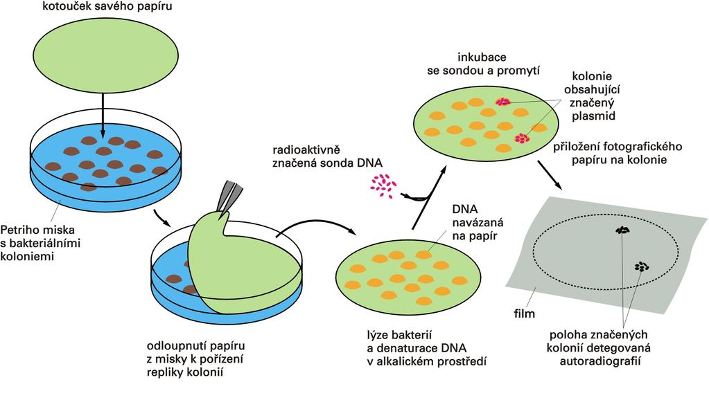 Detekce bakteriálního klonu