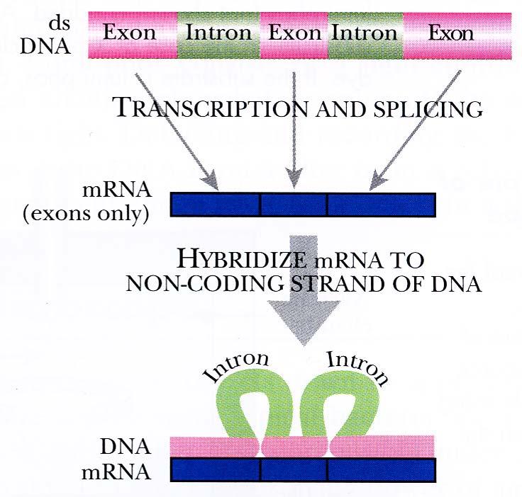 Sledování hybridizace elektronovou mikroskopií sledování hybridů DNA-RNA se používá