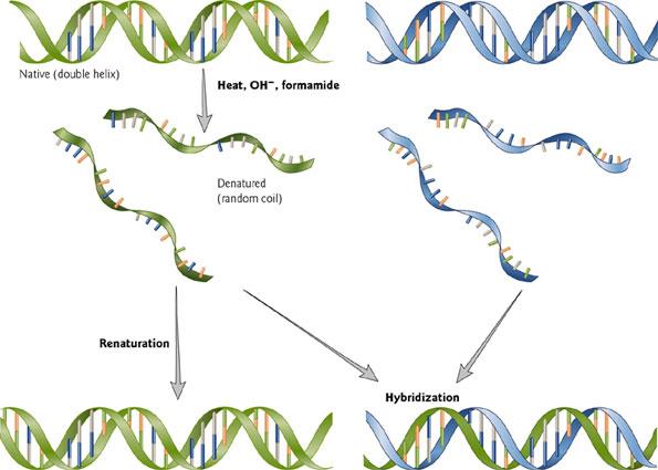 Testování podobnosti DNA Postup: štěpení DNA na malé fragmenty a jejich separace (denaturace) smísení denaturovaných DNA ze srovnávaných vzorků renaturace méně příbuzných řetězců nebude perfektní,
