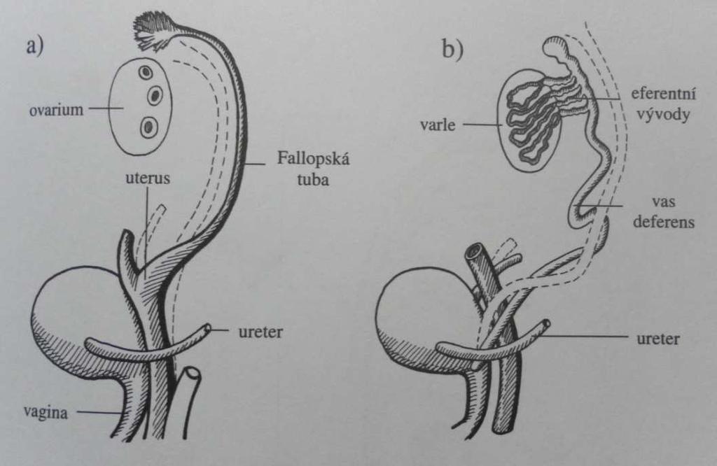 2.2. Prvopohlavní buňky Prvopohlavní buňky neboli gonocyty jsou velké světlé buňky bohaté na glykogen a alkalickou fosfatázu. Jádro mají velké, kulaté, měchýřkovité.