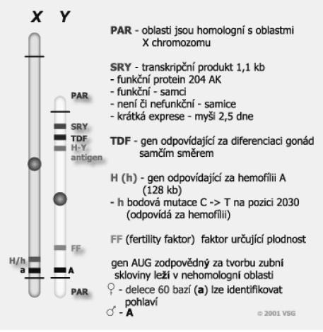 Gen SRY je lokalizován na krátkém raménku chromozomu Y v regionu (Yp 21) a obsahuje domény z 80 aminokyselin, které se váží k DNA.