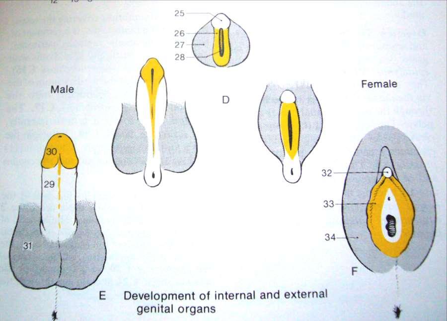 External genital organs develop from: genital