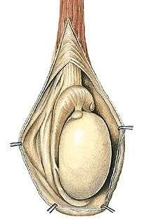 Testis (orchis) Polus superior, inferior, facies lateralis, medialis margo anterior, posterior, Tunica vaginalis lamina