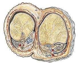 Scrotum: raphae scroti, tunica dartos, septum scroti, fascia spermatica externa, interna,