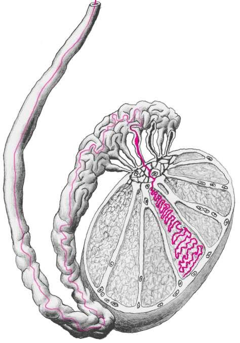 Testis tunica albuginea, tunica vasculosa, mediastinum, septa, lobuli, tubuli seminiferi, tubuli recti, rete testis, ductuli efferentes,