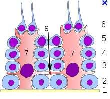 Sertoliho buňky 1 - basal lamina 2 spermatogonia 3 spermatocyte I 4