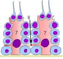 Funkce Sertoliho buněk Klíčové buňky regulace spermatogenese Tvoří bariéru krev - varle Tvoří seminální tekutinu, které obsahuje protein, který váže androgeny Tvoří AMH (Anti-Müllerian hormone) během