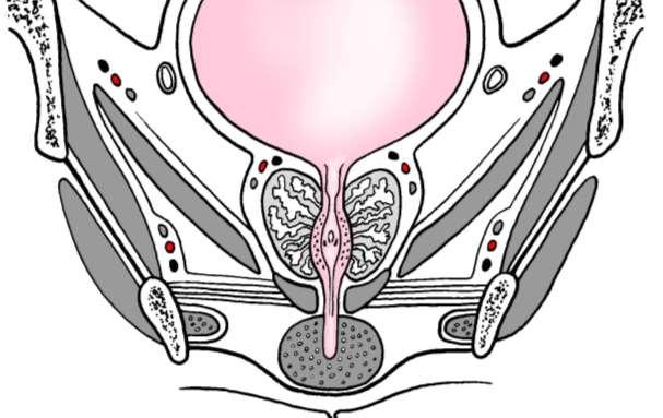 Prostata: substantia glandularis, substantia muscularis, basis, apex, facies anterior,