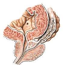 ductuli prostatici, sinus prostaticus Vazivové stroma prostaty a její uložení hluboko v malé