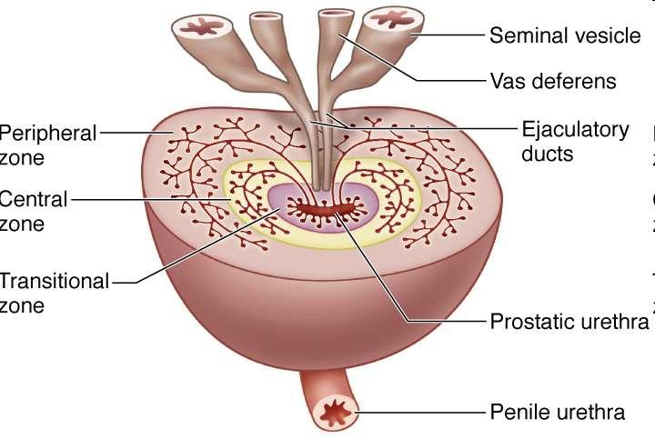 Organization of the prostate: mucosal