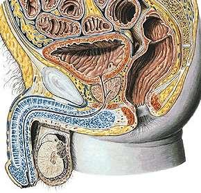 Penis radix, corpus, crus, dorsum,