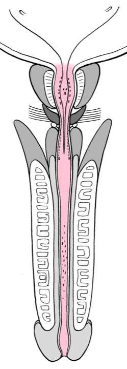 Urethra masculina Ostium urethrae internum (accipiens, evacuans), pars