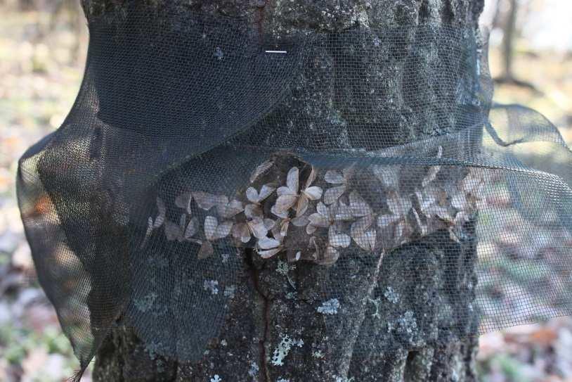 Húsenice na dube Operophtera brumata Výskum húseníc možno doplniť výskumom imág: lepové pásy na Q. cerris a Q.