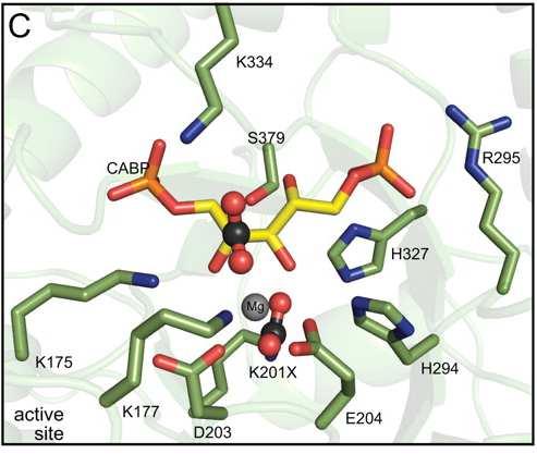 Aktivace Rubisco - karbamylace Enz Lys-NH 2 (inactive) AKTIVACE Lys-NH Enz Lys-NH-COO - Enz COO - Mg 2+ (active) Aktivní místo s karbamylovaným lysinem (K201X), Mg, a CABP (analog RuBP) Whitney, S.M., Houtz, R.