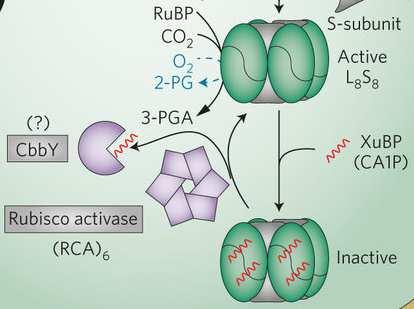 Carbamate formation on the.epsilon.-amino group of a lysyl residue as the basis for the activation of ribulosebisphosphate carboxylase by carbon dioxide and magnesium 2+. Biochemistry. 19: 5321-5328.